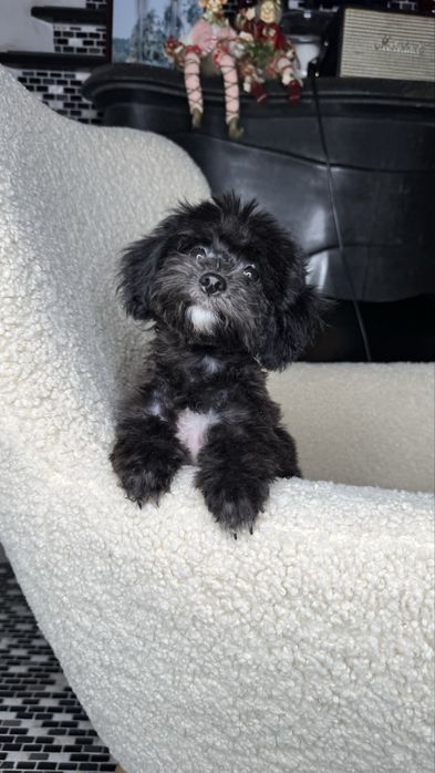 Дівчинка готова до переізду - Київ