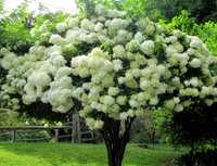 Hydrangea paniculata Phantom hortensja bukietowa Phantom