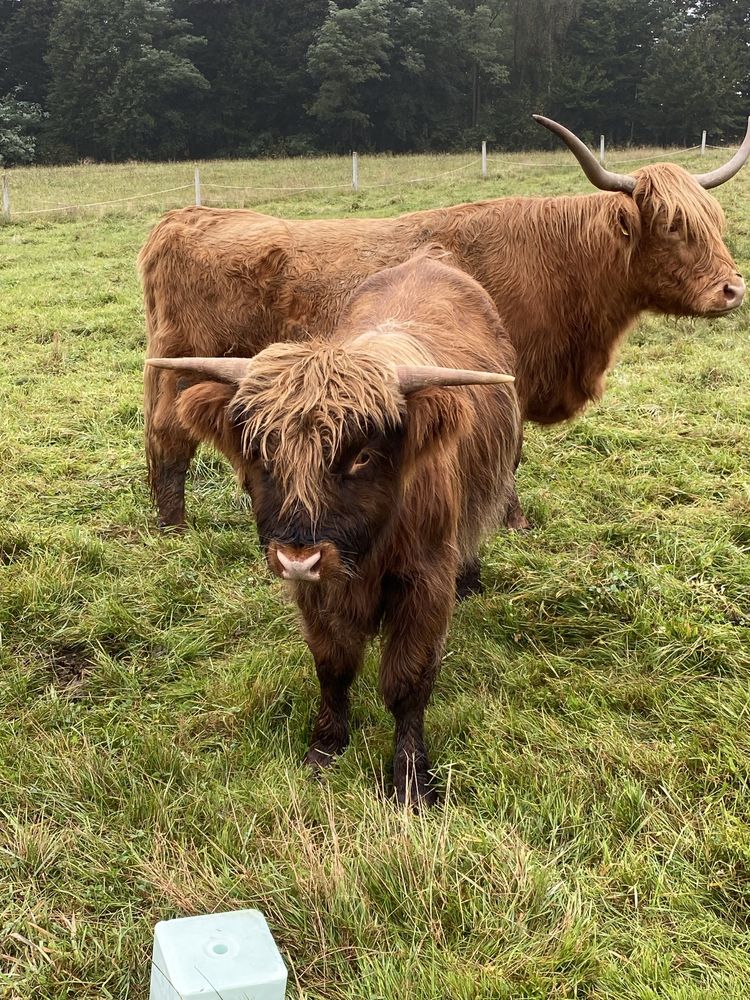 Wołowina Highland z gospodarstwa Ekologicznego
