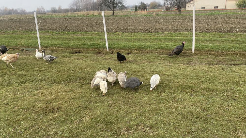 Kaczki, perliczki, indyki, biegusy indyjskie