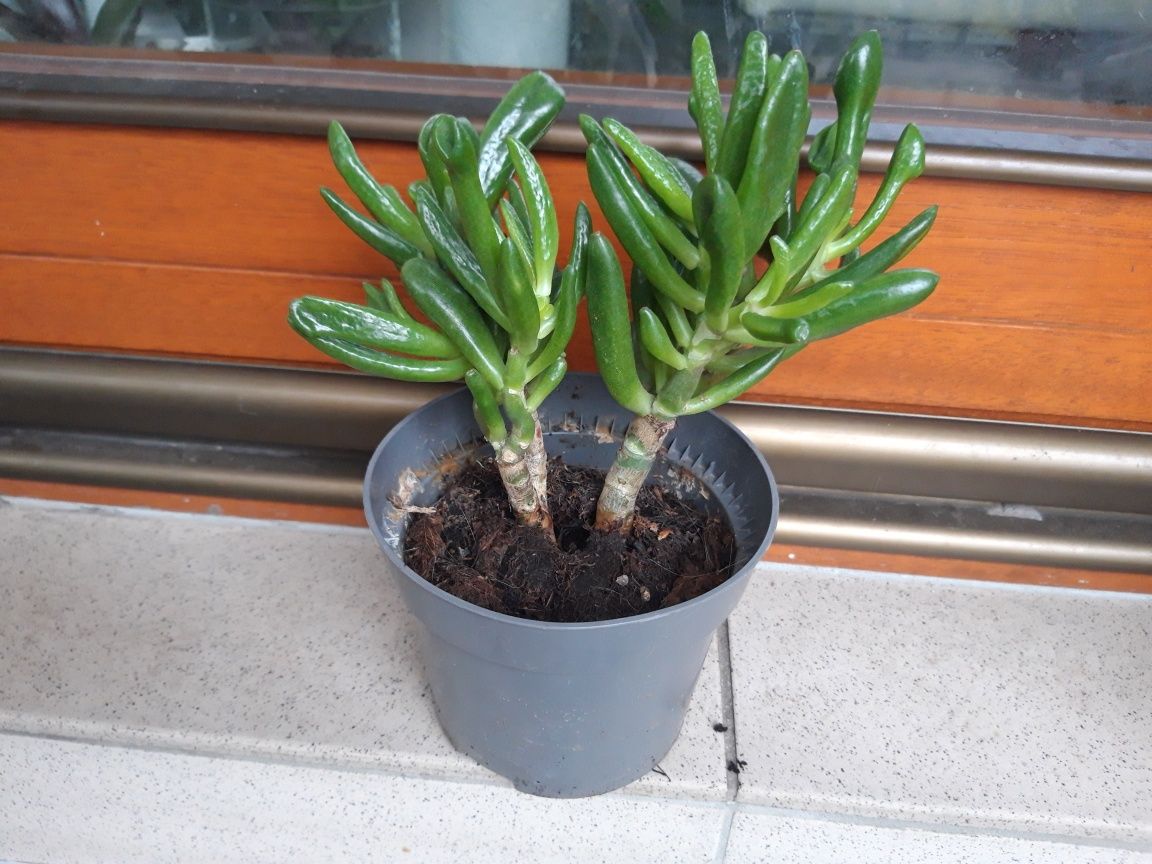 Crassula ovata, uszy shreka