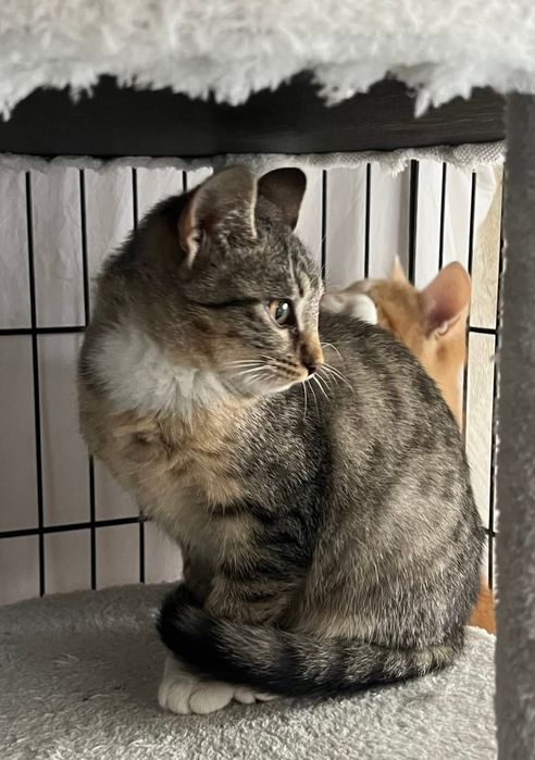 Cudowna Manila szuka domu