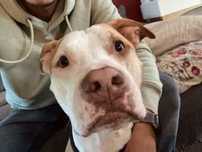 Adopcja Brutus Pitbull Amstaff - Amstaffy Niczyje