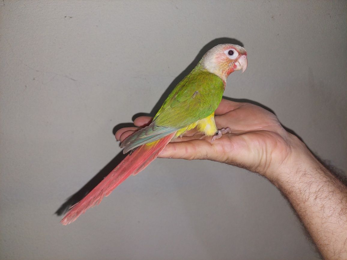 Pyrrhura Domesticado
