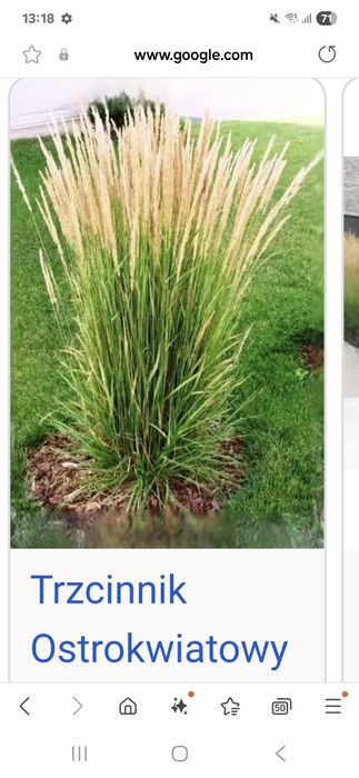 Trawa ozdobna duża sadzonka trzcinnik ostrokwiatowy tylko odbiór