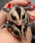 Lotopałanka młoda - Sugar Glider - Samczyki - White Face