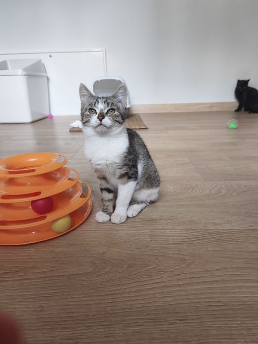 Kociaki do adopcji :)