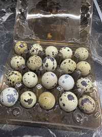 Яйця перепелині харчові та інкубаційні