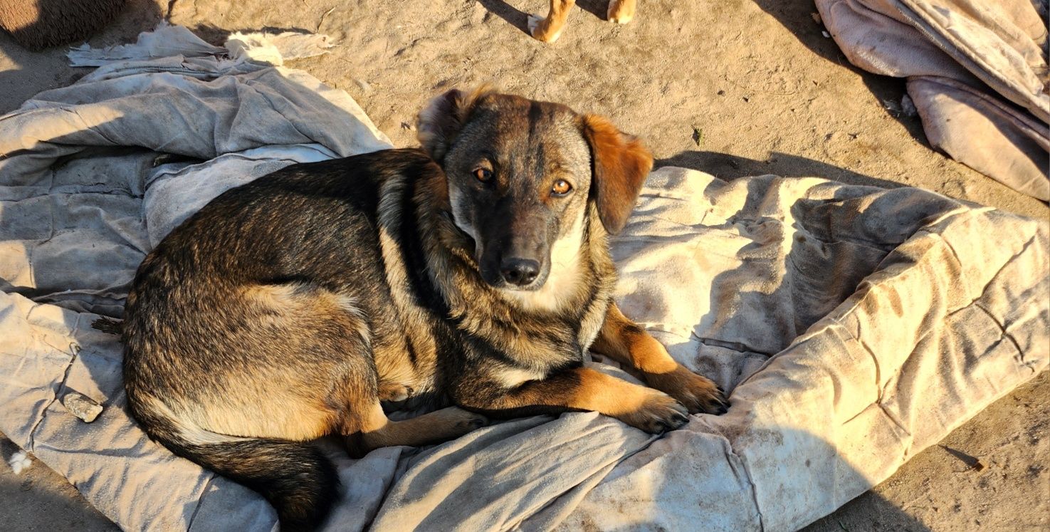 Milka ok roczna sunia szuka kochajacej rodziny !!!