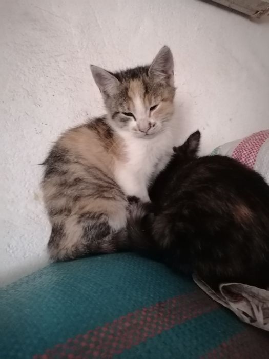 Oddam kotki w dobre ręce