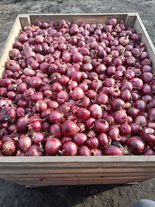Cebula czerwona 1kg