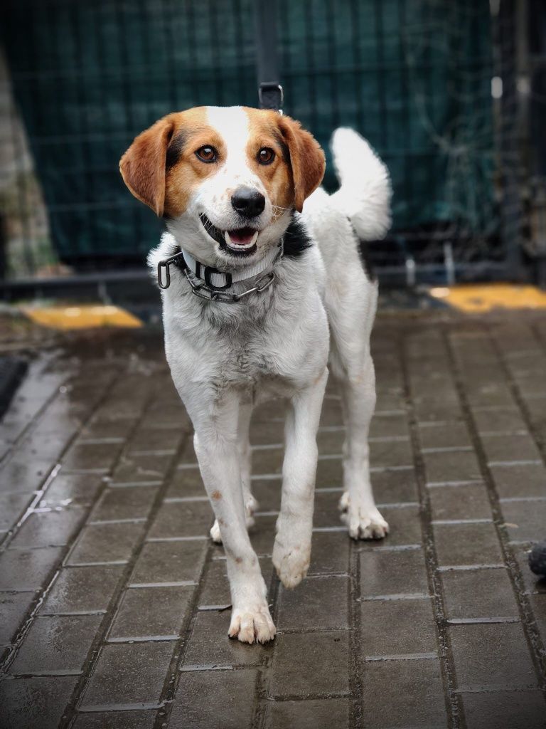 ARCHIE do adopcji