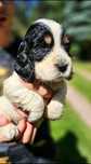Cocker Spaniel Angielski - suczka Tricolor, rodowód
