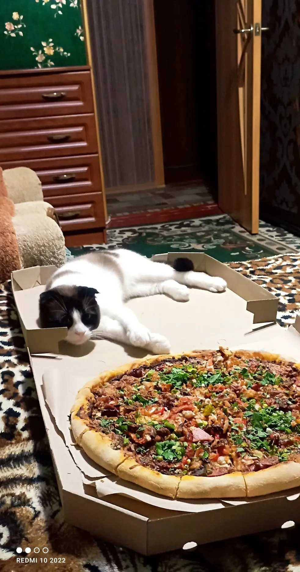 Отдам шотландского вислоухого кота