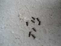 1:160 Batentes de material rolante Pratos de choque