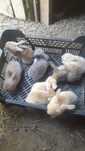 Coelhos anões bebés