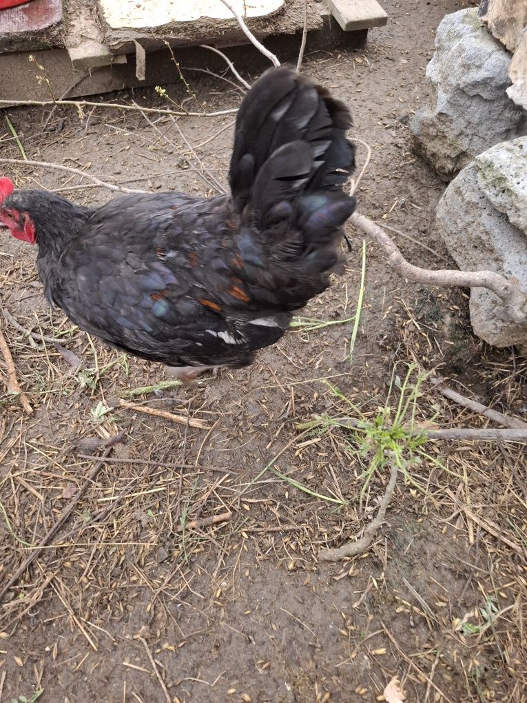 Koguty  Australorp