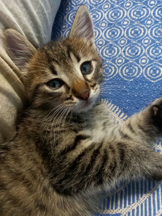 Віддам котика в добрі руки!!!