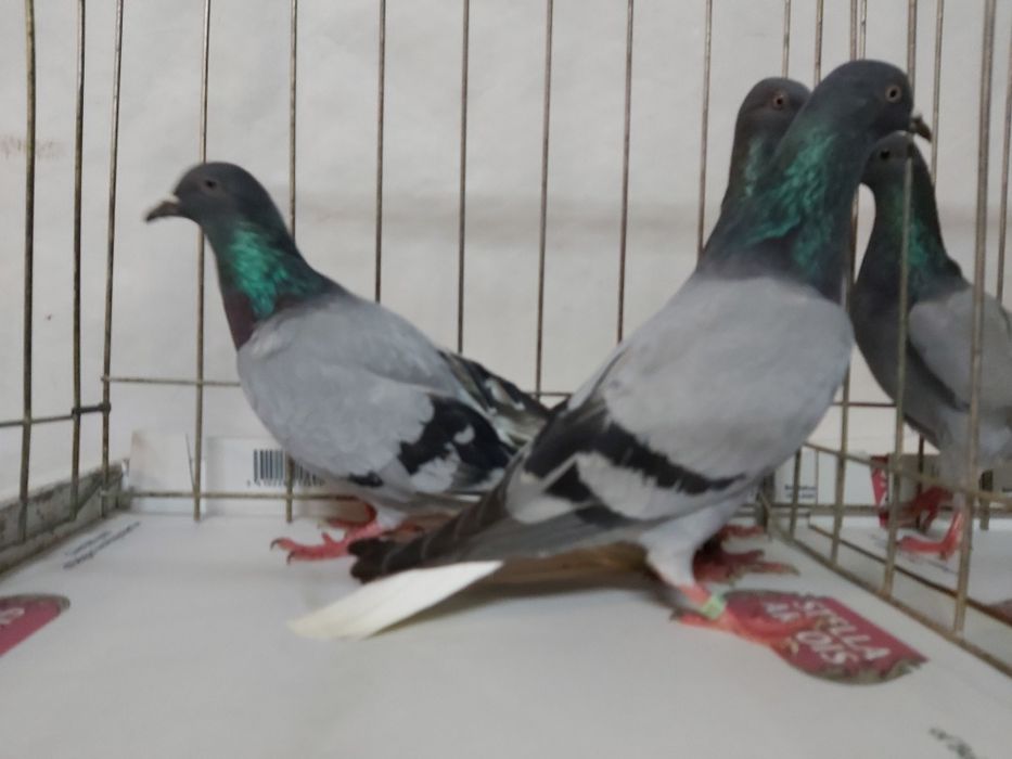 Gołębie Wyszfance Siwe