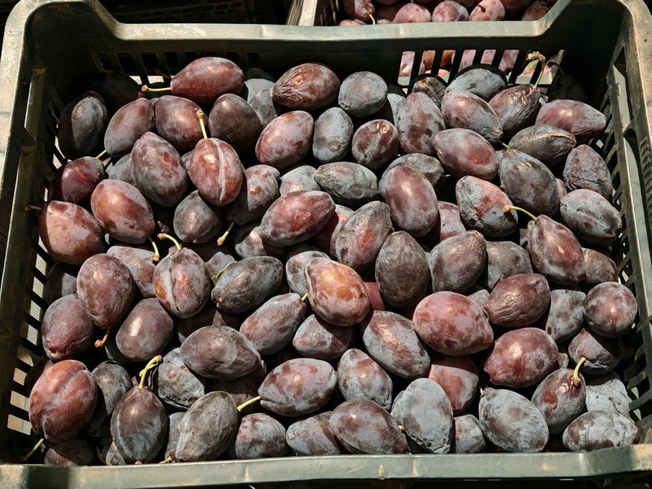 Śliwka na przetwory.