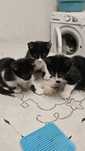 Dá-se gatinhos bebés com 1 mês e meio