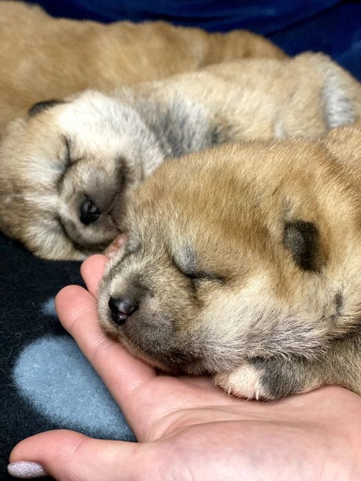 Акита ину, akita, щенки японской акиты
