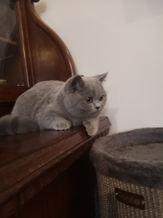 Kocurek, kotka z miotu T rodowód FPL