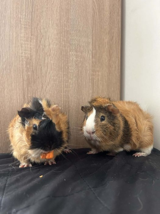 2 świnki morskie rozetki, klatka, transporter,akcesoria i zapas karmy!