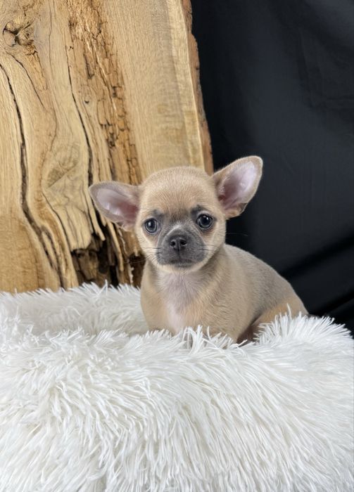 Sprzedam Suczkę Chihuahua