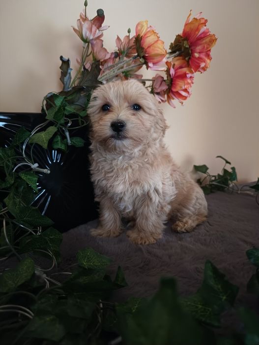 *Maltipoo* piękny pieseczek mini