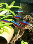 Neon czerwony,czarny,rodostomus,razbora klinowa