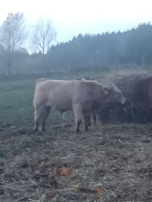 Sprzedam jałówki i dwa beczki