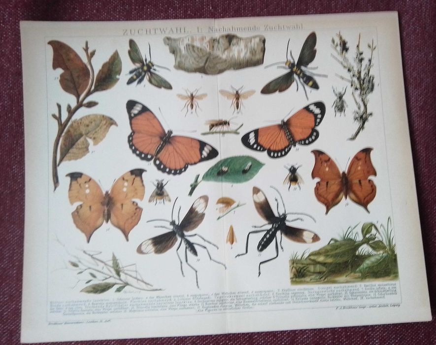 Insekty, Owady, Motyle   oryginalna XIX w. chromolitografia