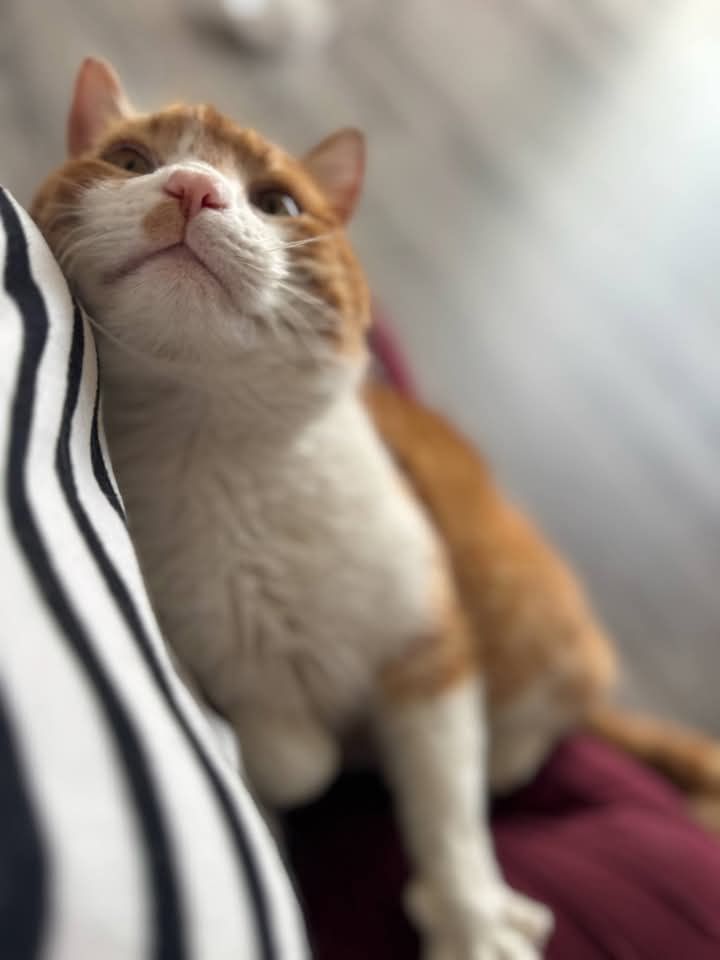 Rudzik poleca się do adopcji