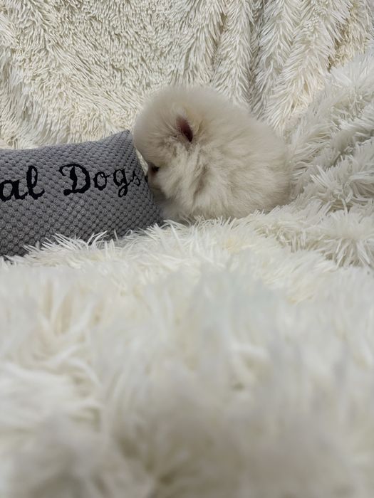 Pomeranian Szpic miniaturowy malutki chłopczyk