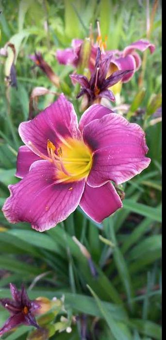 лілейник середній