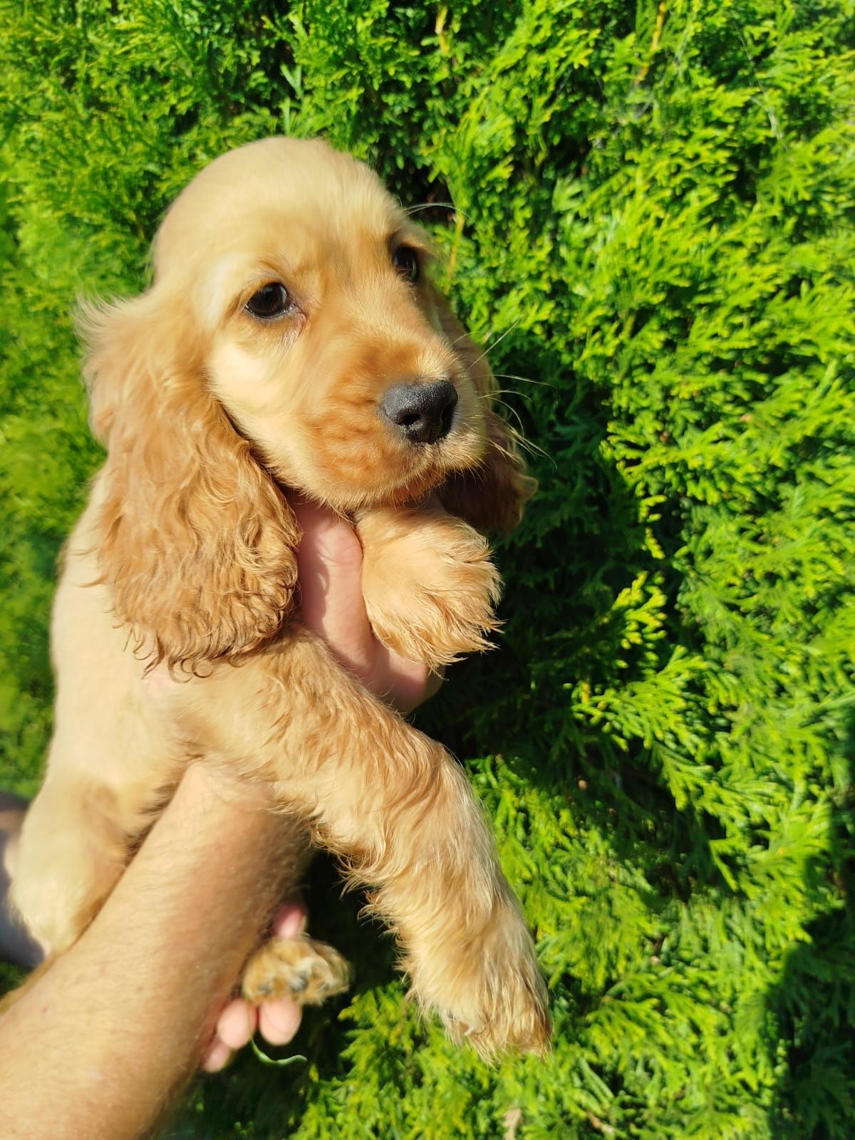 Piękny  Cocer Spaniel z rodowodem