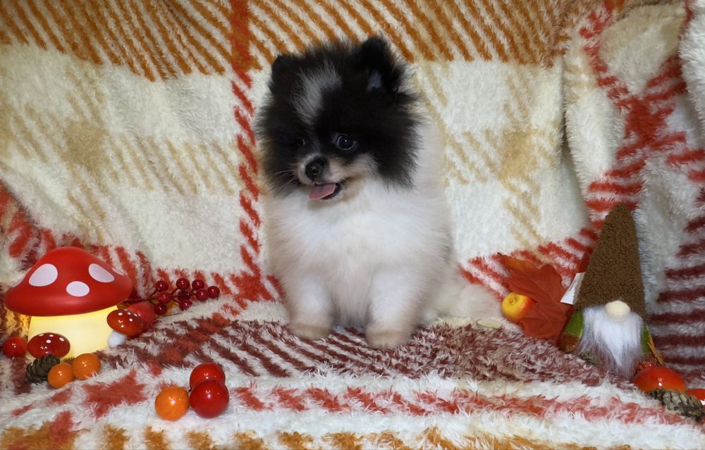 Szpic Miniaturowy SUNIA