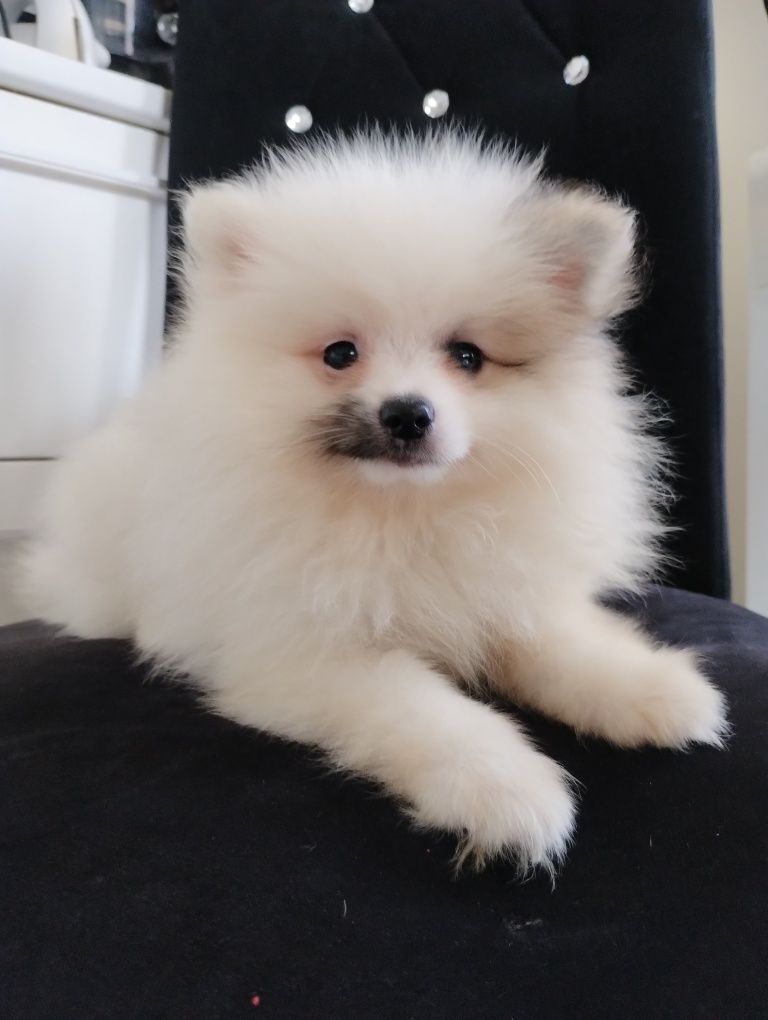 Szpic miniaturowy pomeranian jedyny taki