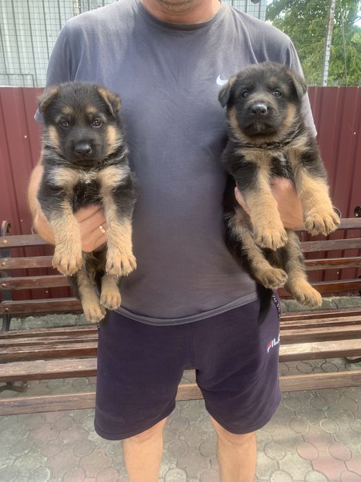 Продам цуценят Німецької вівчарки