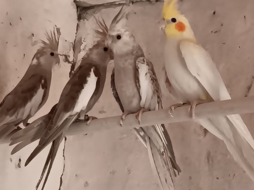 Caturras deste ano