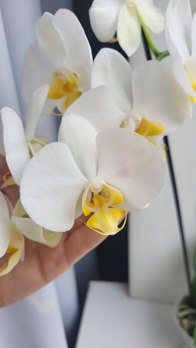 Орхідея фаленопсис