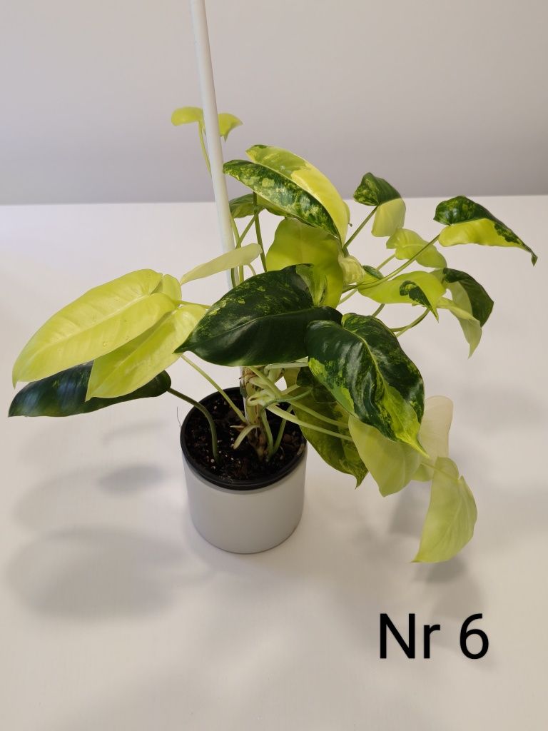 Philodendron Burle Marx Variegata