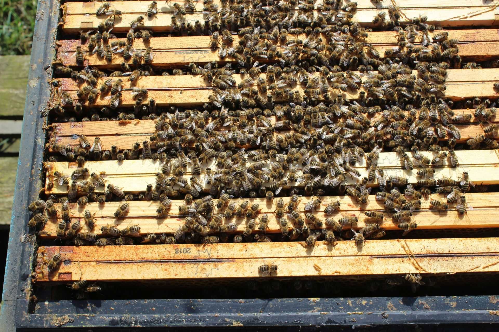 Rodziny pszczele na ramce wielkopolskiej, pszczoły, wlkp. Krainka