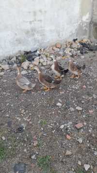 Vendo  patos rouen animais novos