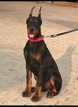 Suczka szczeniak doberman FCI