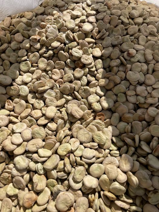 Bób Rambos sprzedam