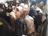 Cielęta  mięsne, MM,MS, jałówki HF na krowy, dowóz