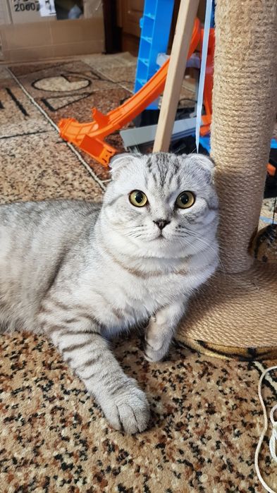 Молодий красунчик шукає подружку