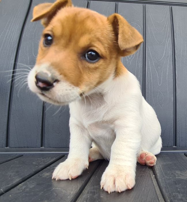 Jack Russel Terrier